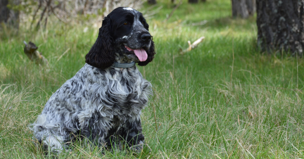 French Spaniel