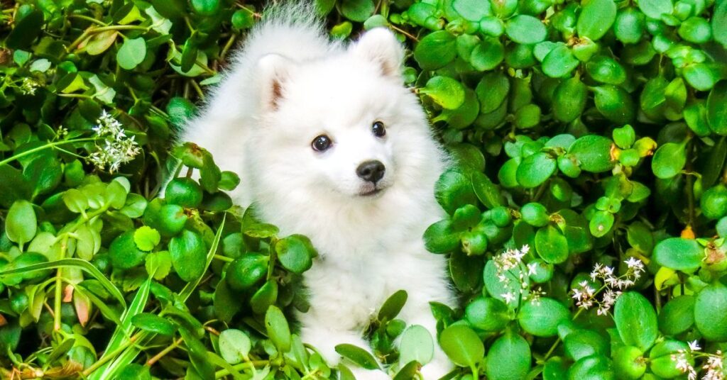 Japanese Spitz Puppy