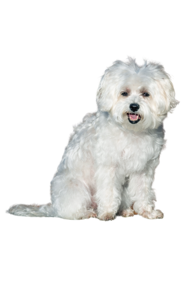 Maltese