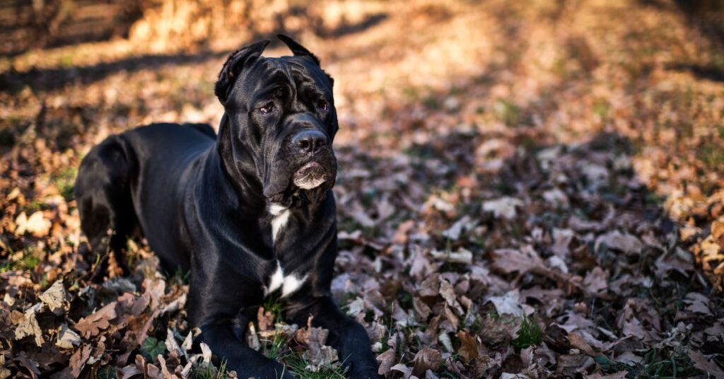 Cane Corso