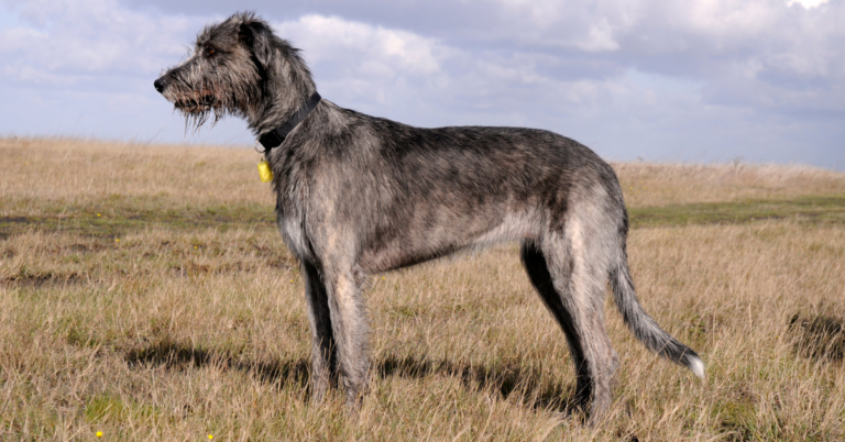 Irish Wolfhound: The Gentle and Majestic Companion