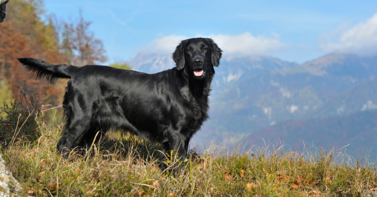 Flat-Coated Retriever: Friendly, Energetic, and Intelligent Family Dog