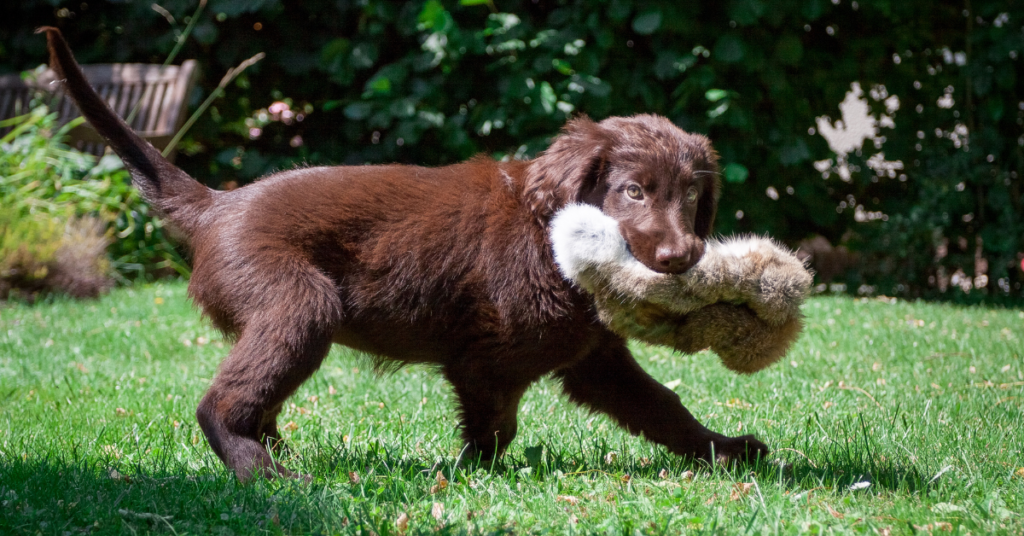 Flat-Coated Retriever Puppy