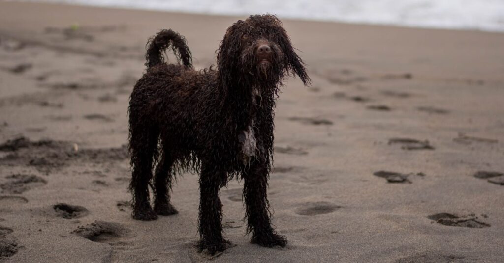 Irish Water Spaniels