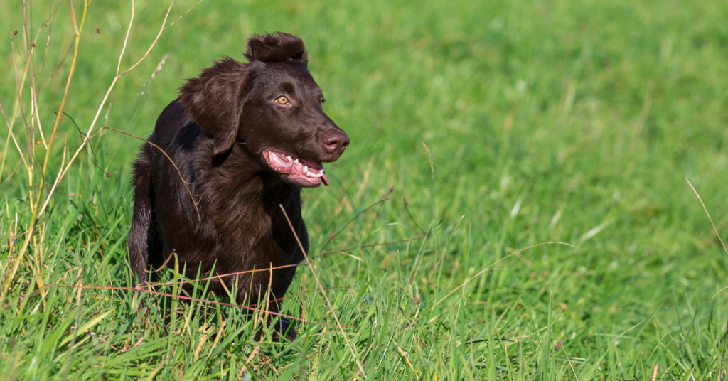 Flat-Coated Retriever