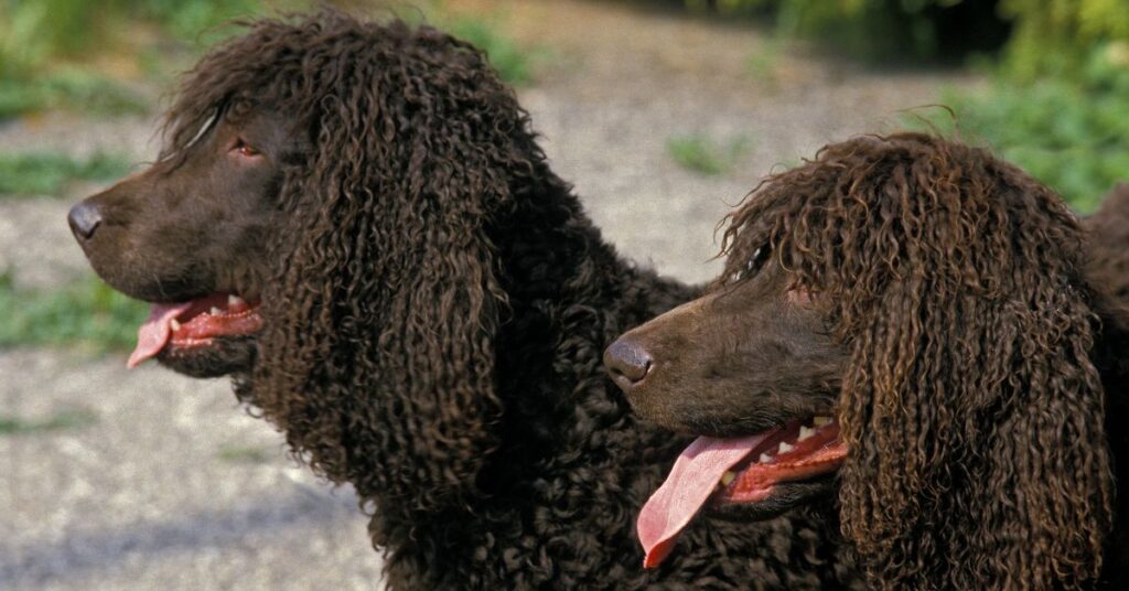 Irish Water Spaniel