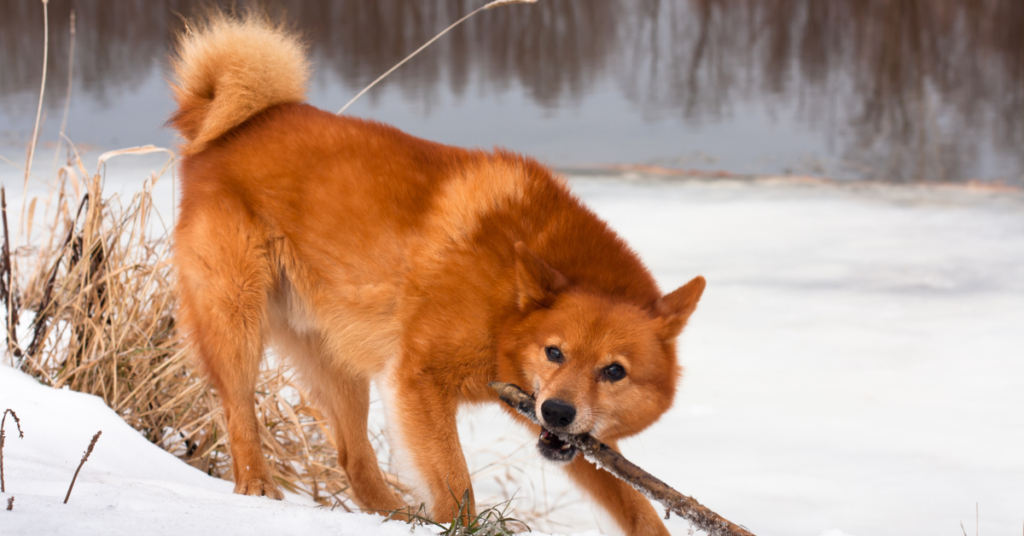 Finnish Spitz