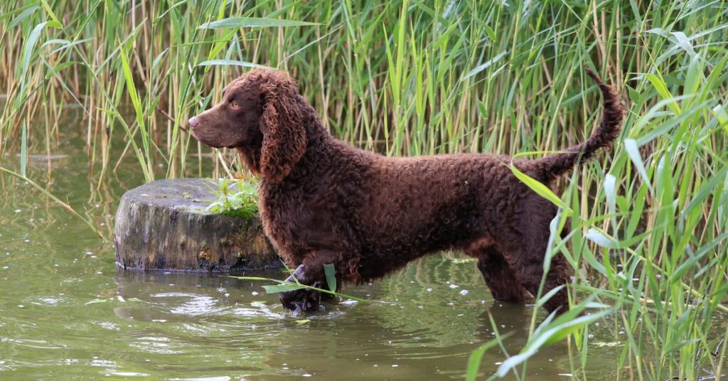 Irish Water Spaniel