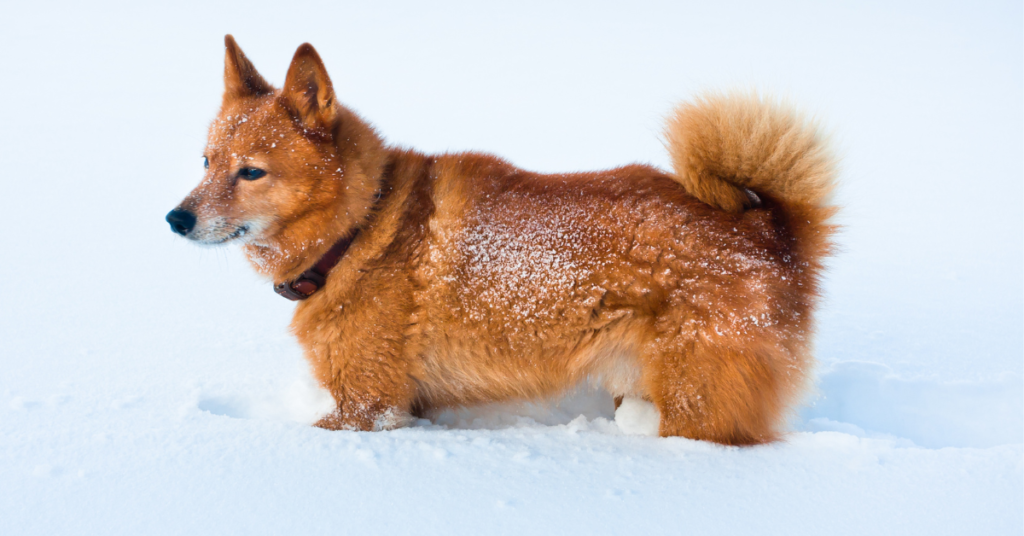 Finnish Spitz