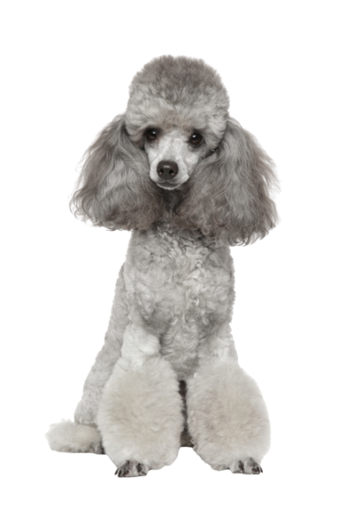 Poodle