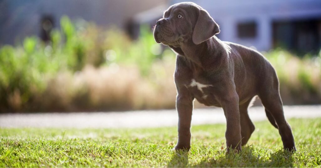 Cane Corso Puppy