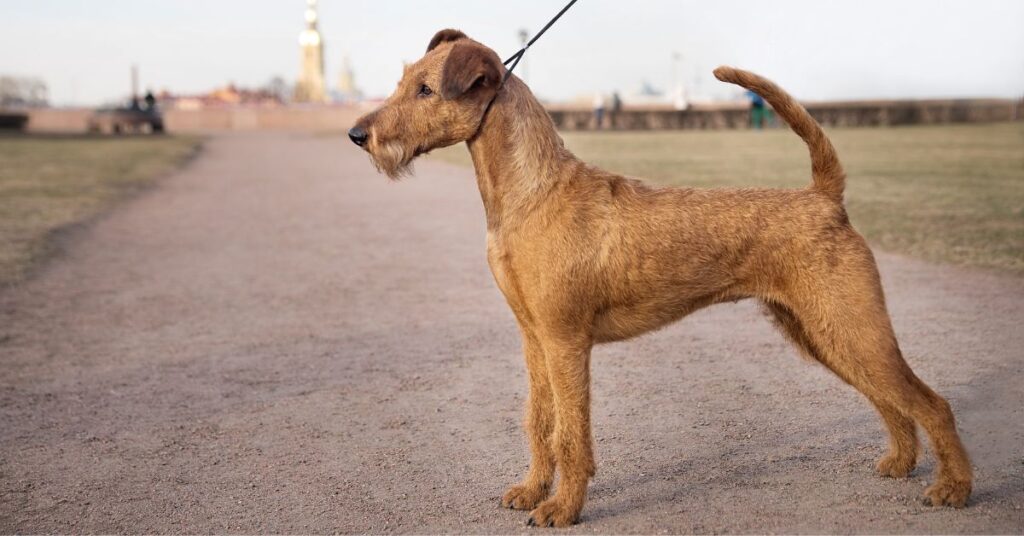 Irish Terrier