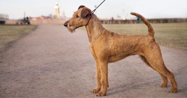 Irish Terrier: The Spirited and Loyal Red Terrier
