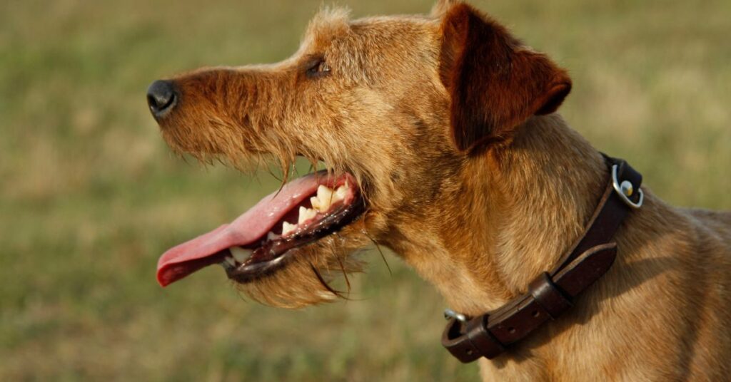 Irish Terrier