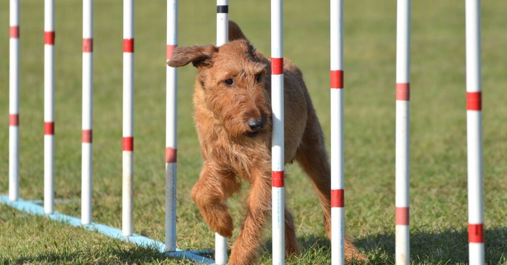 Irish Terrier