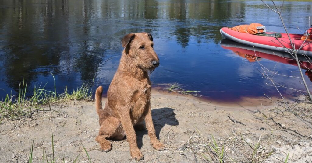 Irish Terrier