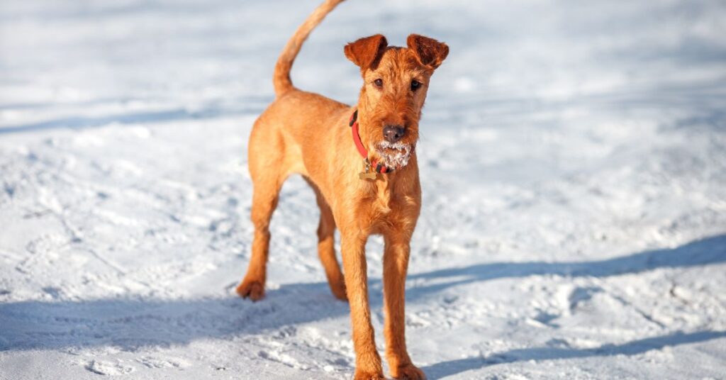 Irish Terrier