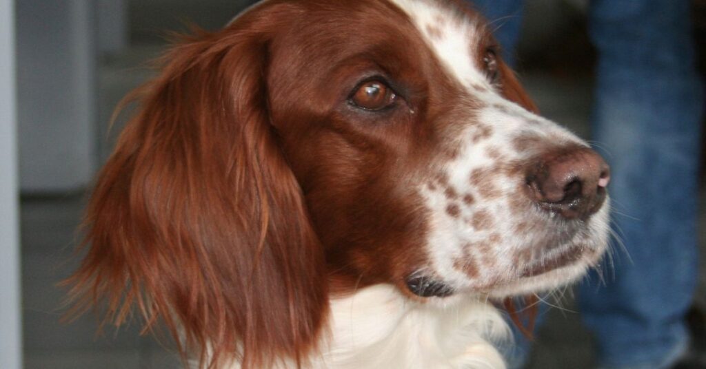 Irish Red and White Setter