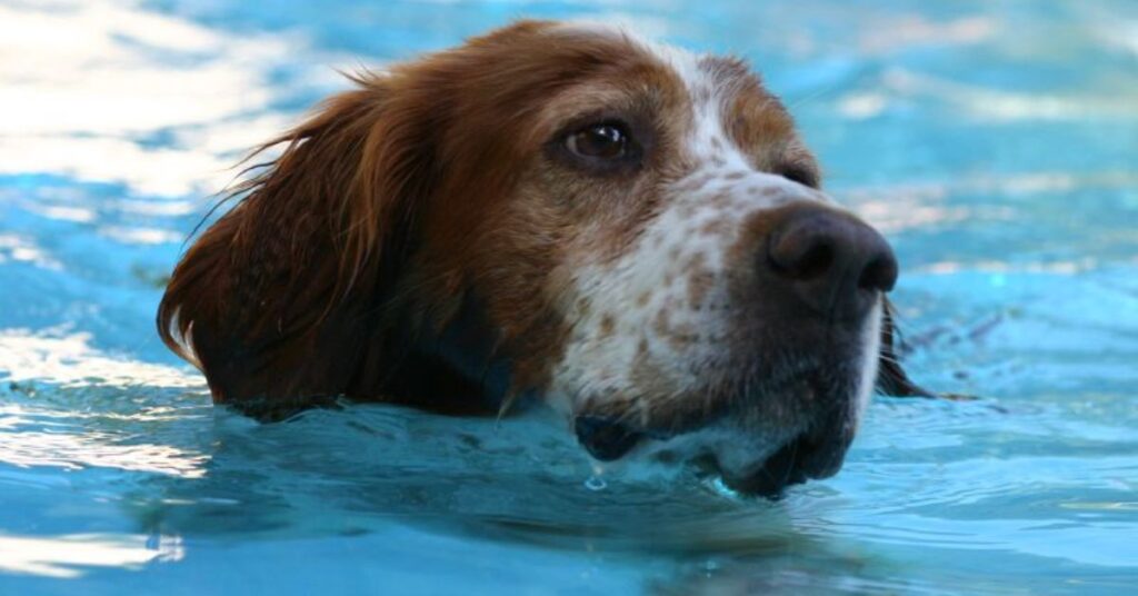 Red and White Setter
