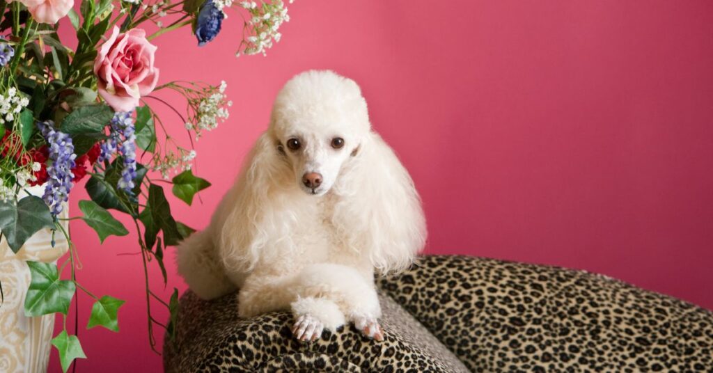Poodle