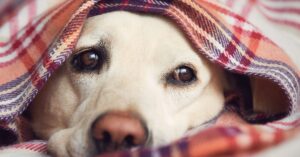 Sick dog under a blanket, Canine Adenovirus Type 2 (CAV-2)