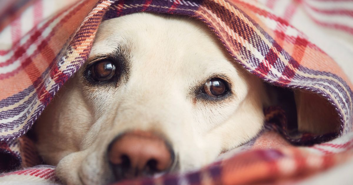 Sick dog under a blanket, Canine Adenovirus Type 2 (CAV-2)