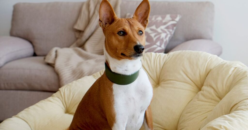 Basenji
