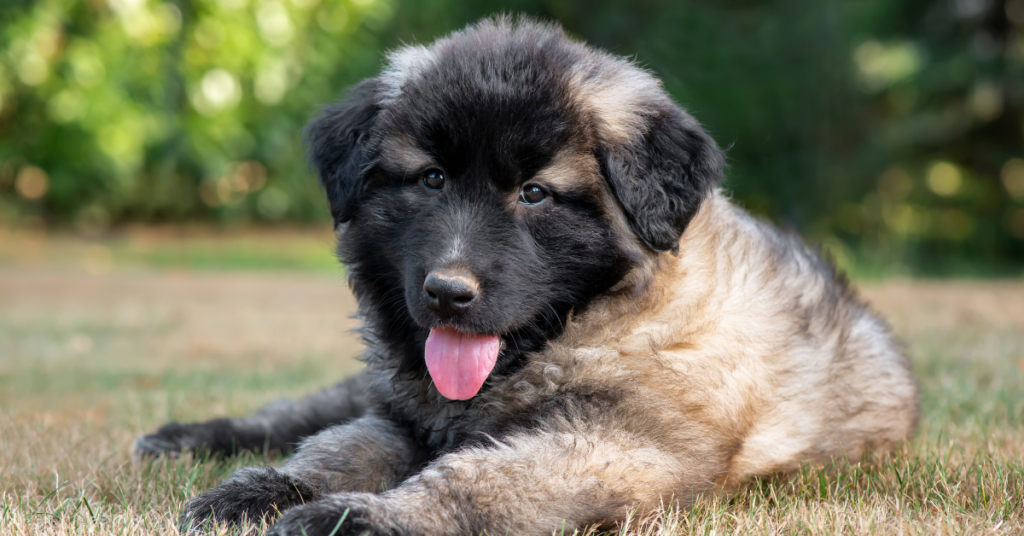 Estrela Mountain Dog Puppy