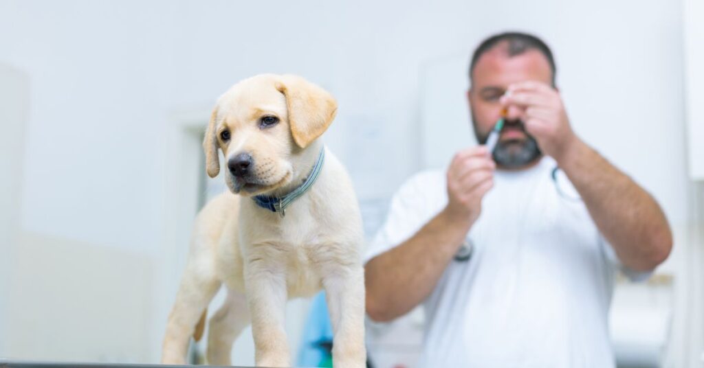 puppy getting a shot from a vet