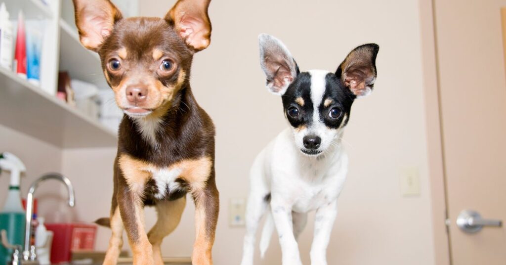 2 small dogs standing on a vets table