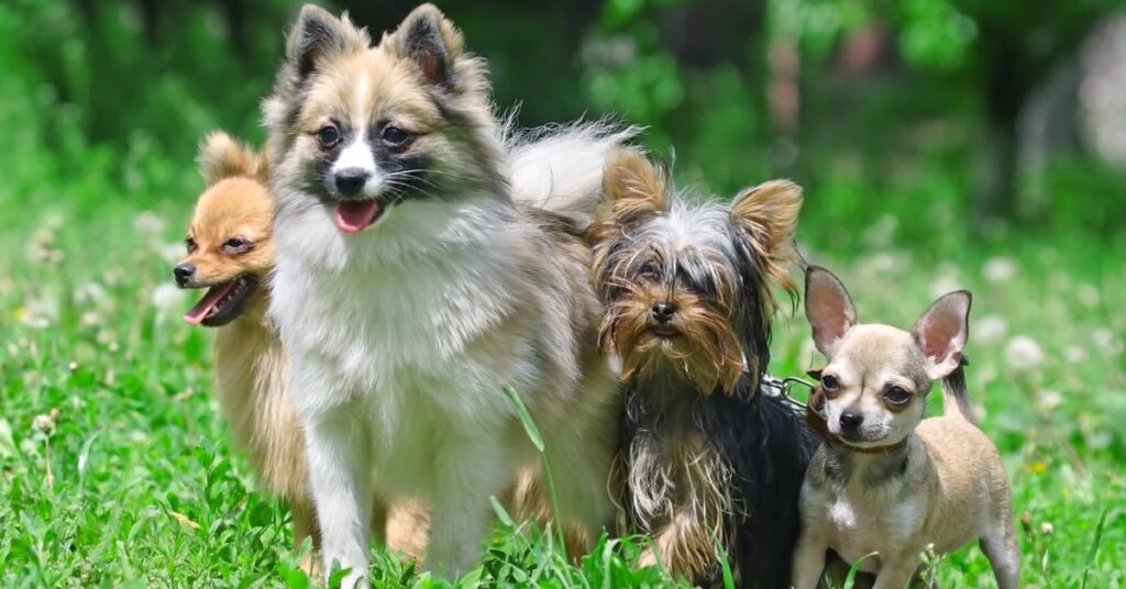Group of small dogs