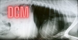 xray photo of enlarged dog's heart