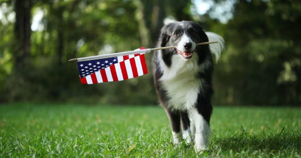 Border Collie running with US flag