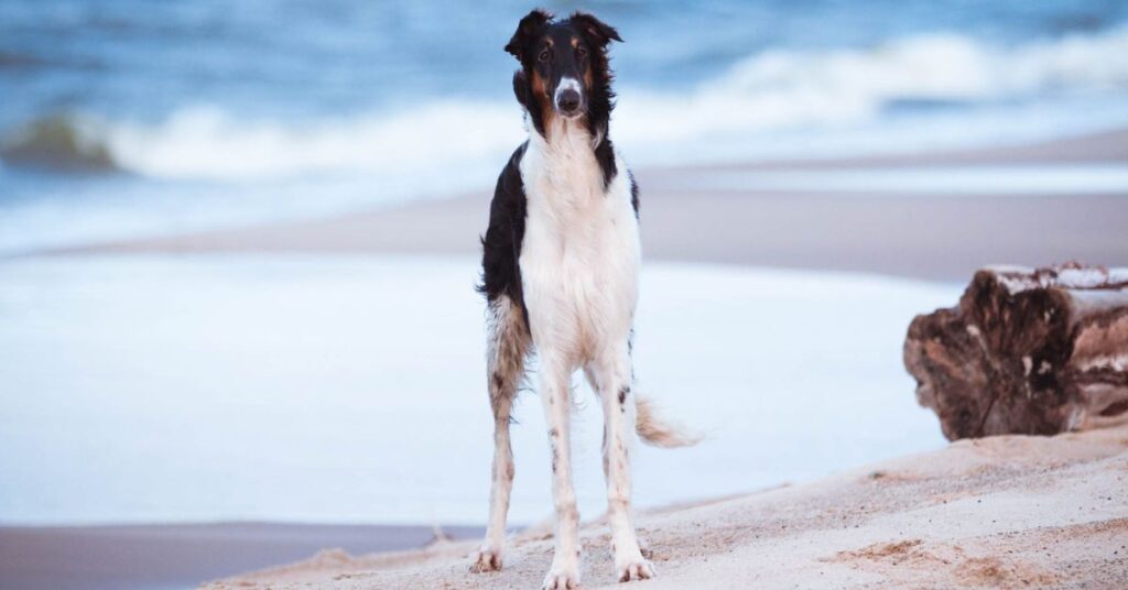 Borzoi