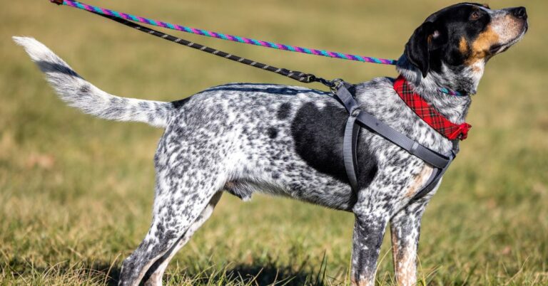 Bluetick Coonhound: an Energetic, Friendly & Loyal Hunter