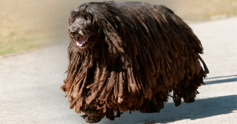 Bergamasco Sheepdog: The Guardian from Italy with a unique coat