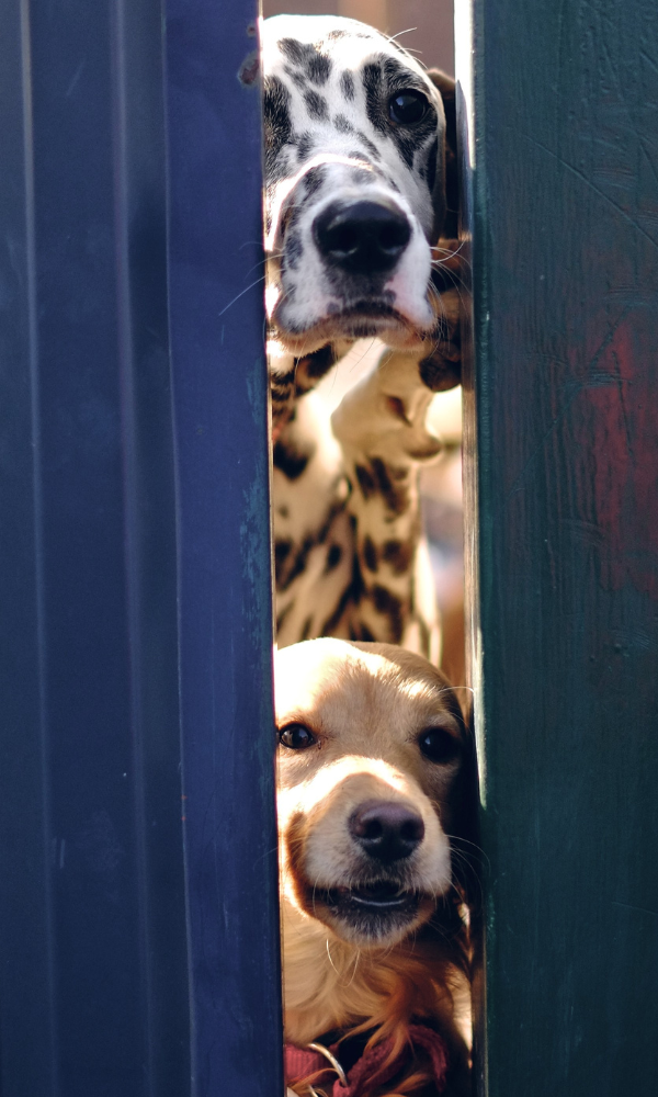 HeadOverHeels ForDogs.com