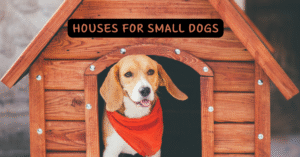 Best small dog houses beagle in a wooden outdoor dog house