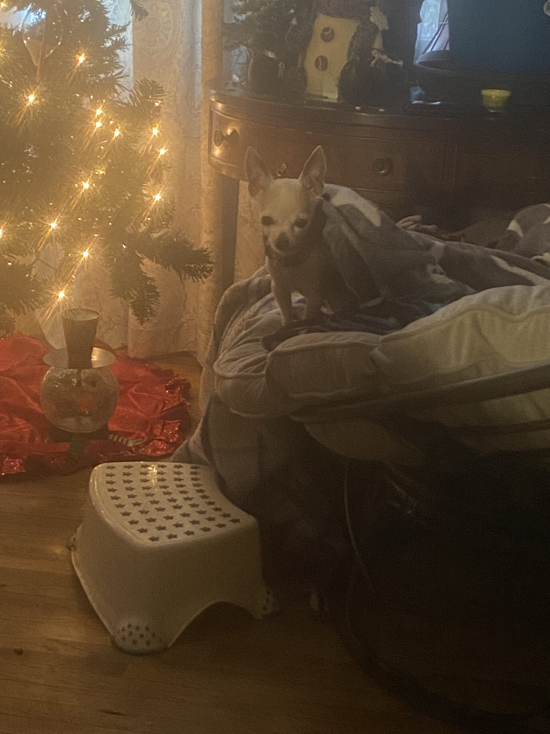 Stormy, old lady , bark box