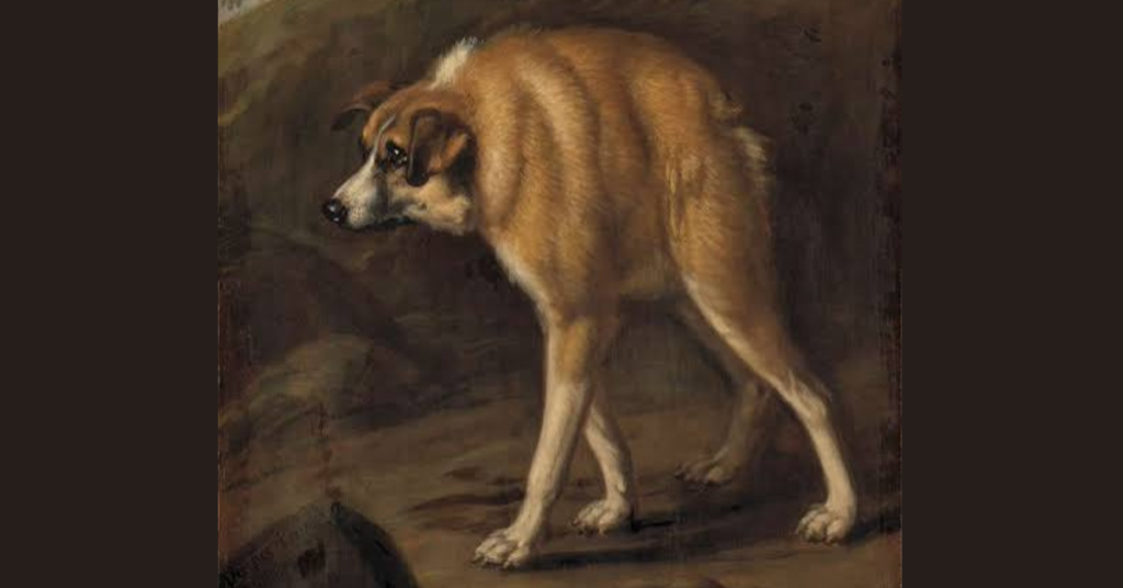 Portrait of dog with short spine syndrome